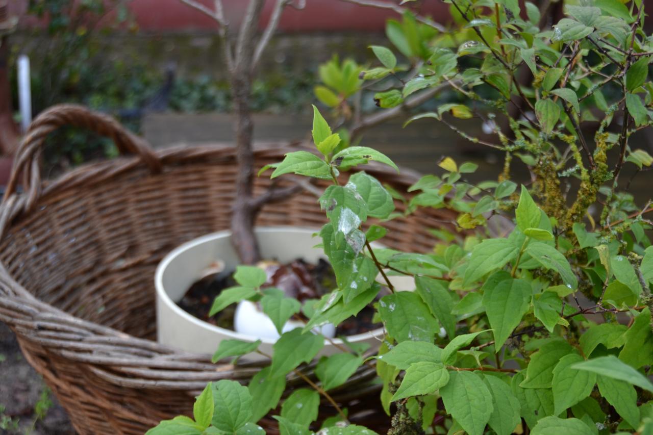 Ecquedecques Le Jardin D Helant酒店 外观 照片